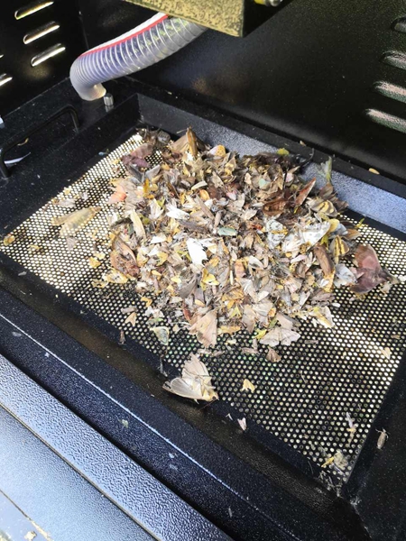 機(jī)器誘捕烘干后的蟲體(部分)