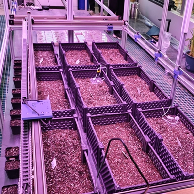 人工氣候室植物表型監(jiān)測系統 TPN-PlantPhy